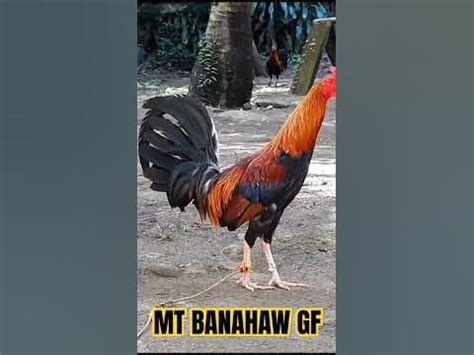 mt banahaw gamefarm|PERFECTION TORNADO HATCH .